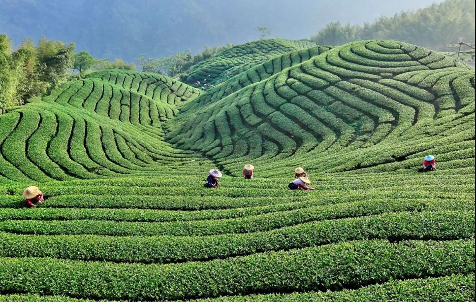 des plantations de thé in Circuit Inde du Sud 2 Semaines 